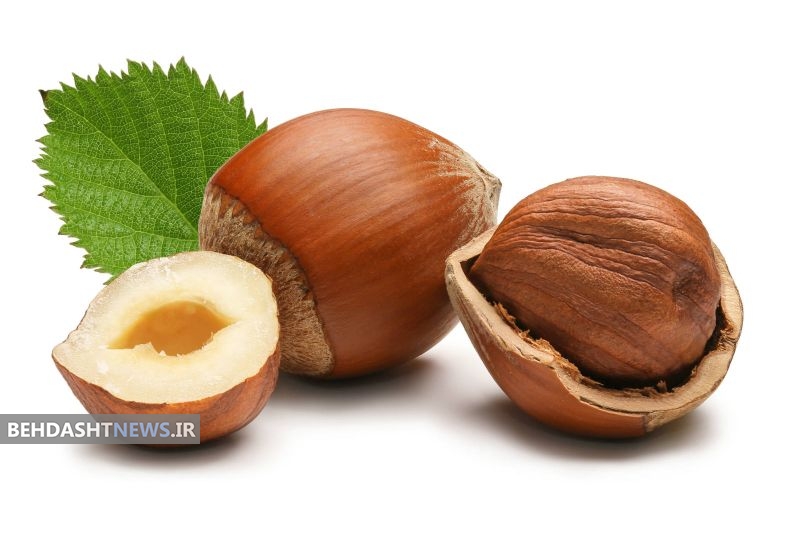 فندق و خواص دارویی