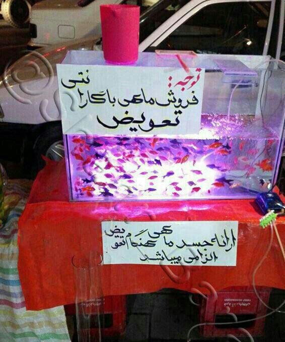 ماهی قرمز با گارانتی تعویض هم آمد! +عکس