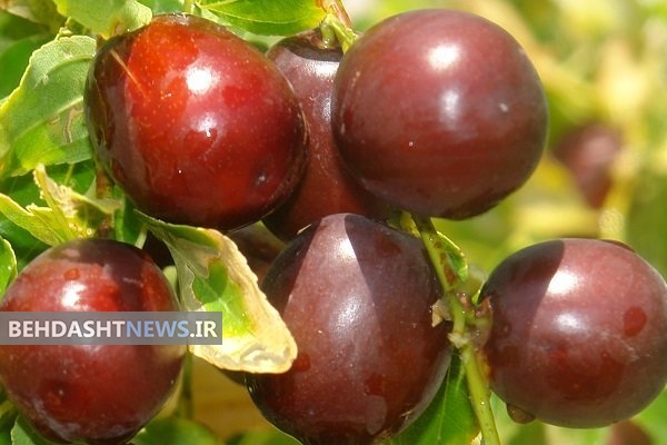 افرادی که قند دارند روزی ۵ 