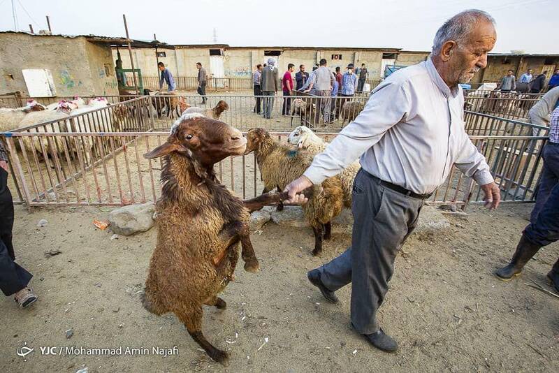 رفتار جالب یک گوسفند قبل از قربانی شدن! + عکس