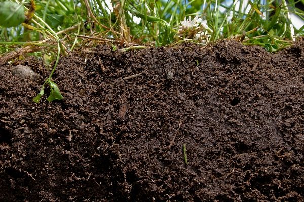 میکروب‌های خاک، منبعی غنی از کربن هستند