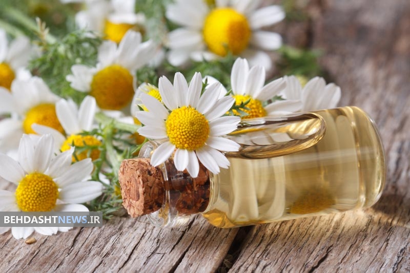 روغن گیاه بابونه، خواص + طرزتهیه 