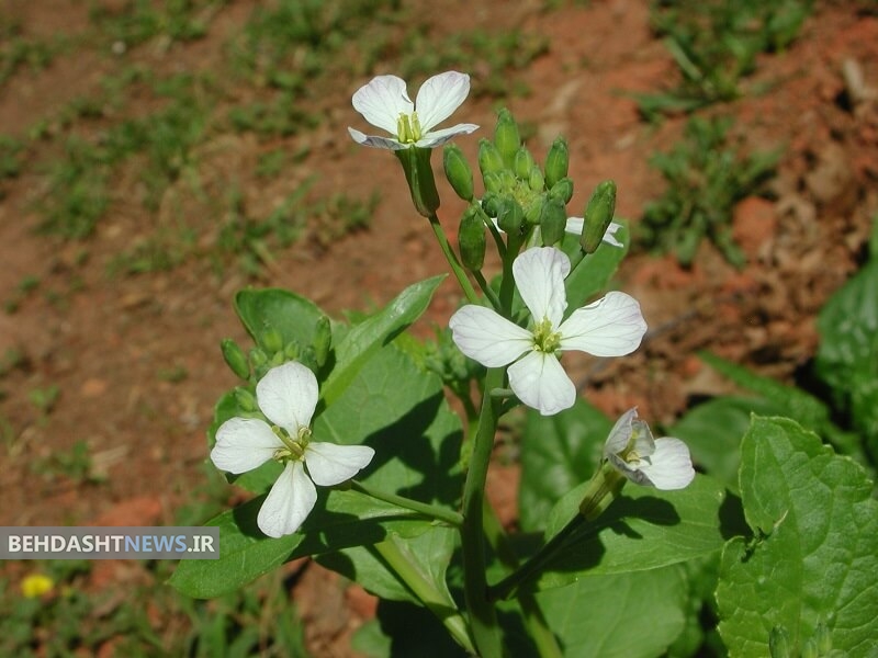 روغن گیاه منداب و خاصیت ضد تشنجی
