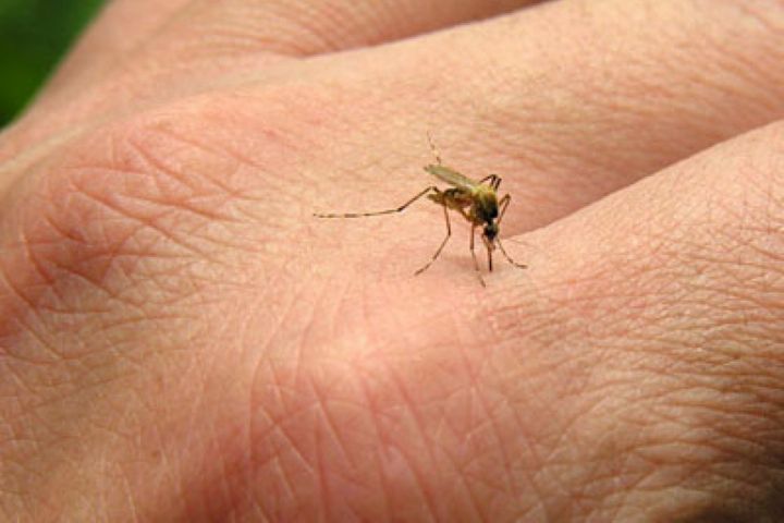  امکان ریشه‌کنی مالاریا در آینده نزدیک وجود ندارد