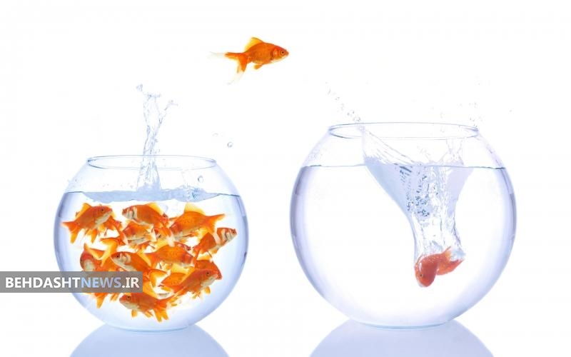  نکاتی ساده برای نگهداری ماهی قرمز سفره هفت سین/ نگذارید ماهی قرمزها بمیرند 