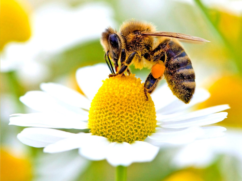 از علائم تا درمان زنبور گزیدگی