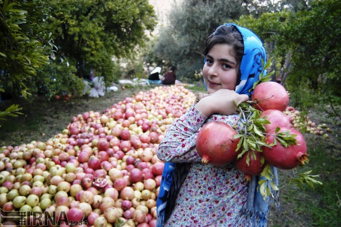 شهرهایی که قطب تولید انار در ایران هستند؛ یک انار و این همه خاطرخواه!