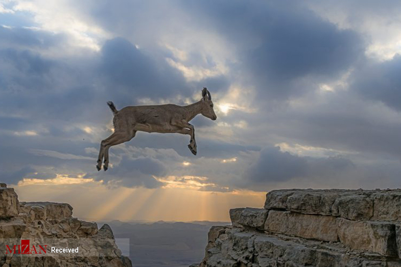 پرواز زیبای بز کوهی! + عکس