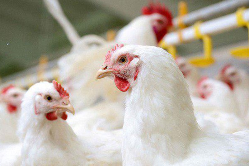 داستان مرغ های  هورمونی و تریاکی چیست؟