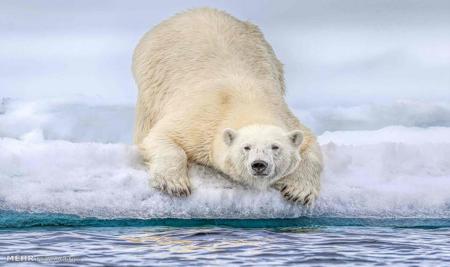 خرس قطبی در اقیانوس منجمد شمالی 