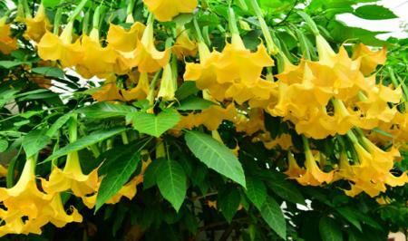 گیاهی که هرگز نباید به آن‌ نزدیک شوید+ عکس 