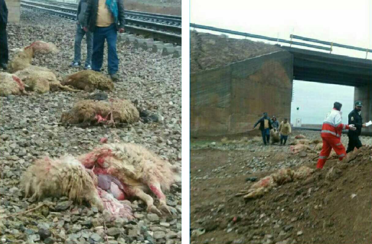 برخورد قطار با گله گوسفند با مرگ چوپان همراه شد + عکس