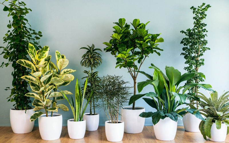 رد افسانه نقش گیاهان آپارتمانی در تصفیه هوای خانه