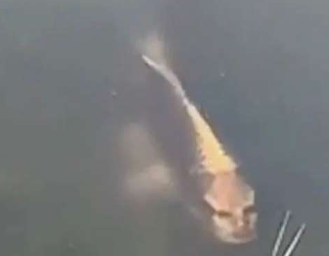  مشاهده ماهی با چهره انسانی باعث وحشت چینی ها شد+عکس 
