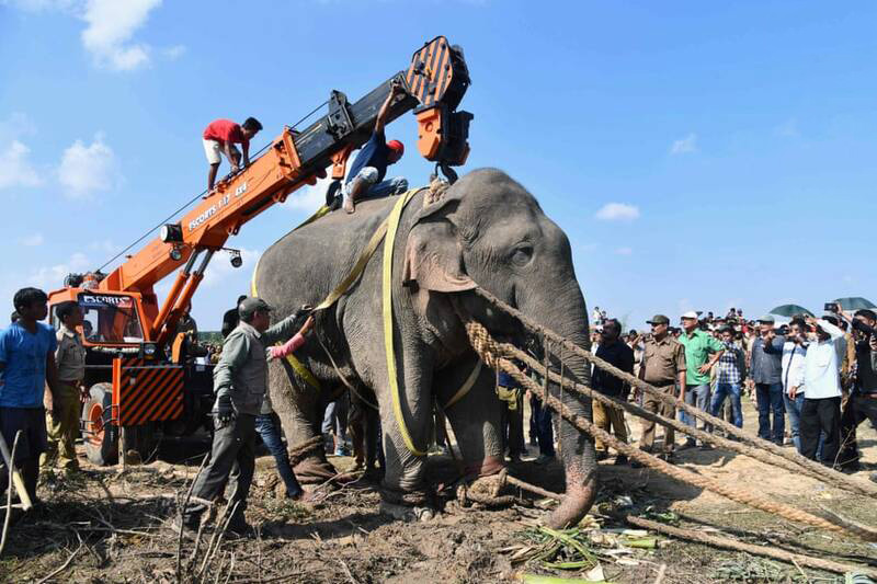 انتقال فیل قاتل در هند + عکس