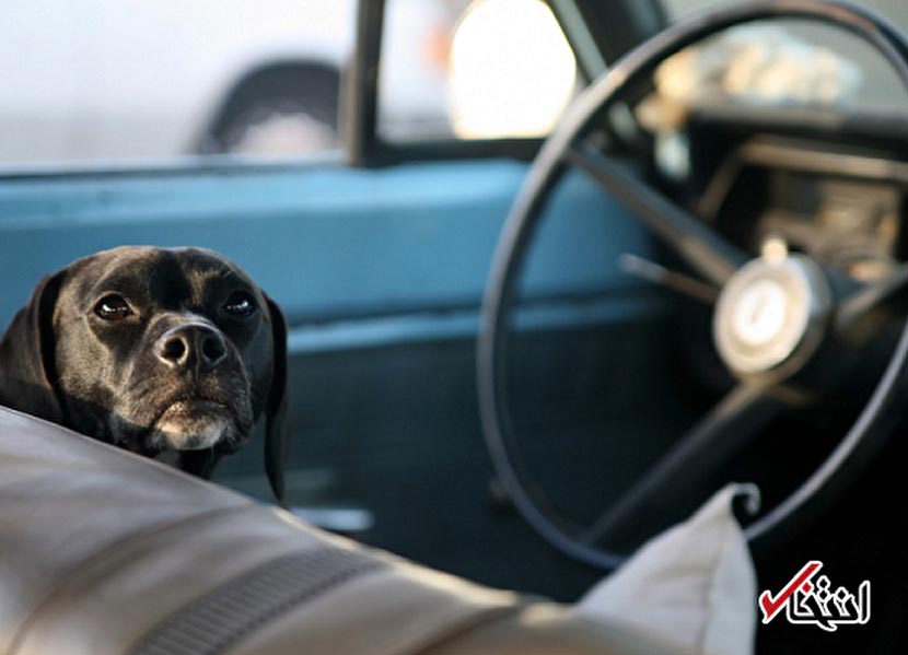 سرقت خودرو در فلوریدا توسط یک سگ بازیگوش + عکس
