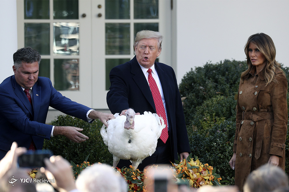 مراسم عفو بوقلمون توسط ترامپ در کاخ سفید! + عکس