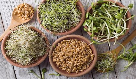 کاهش گرایش به مصرف دارو با این جوانه ها 
