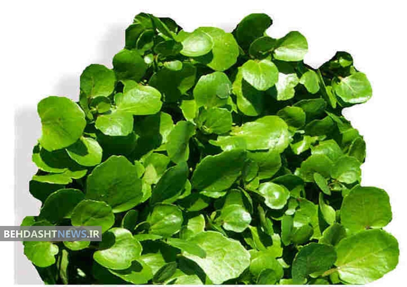 خواص گیاه دارویی کلشک یا علف چشمه