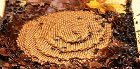 کندویی که با همه کندوهای جهان تفاوت دارد+عکس