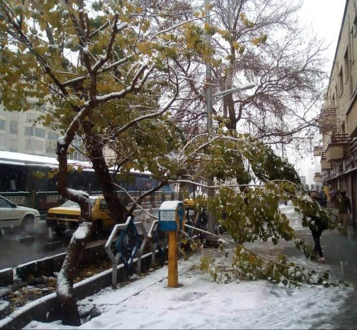 شکستگی شاخه درختان در تهران + عکس