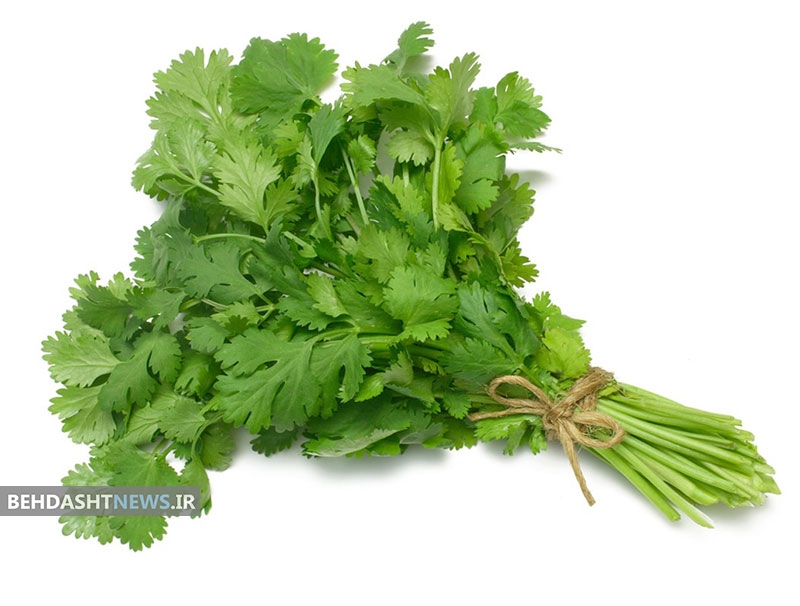 گیشنیز، عرق گشنیز و خواص آنها + روش استفاده