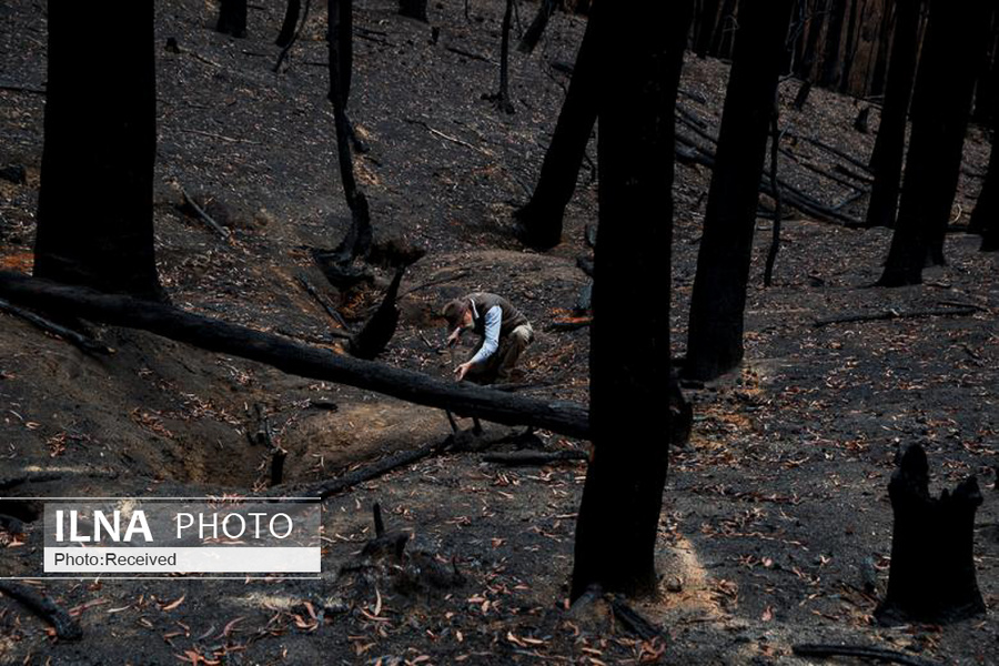 جنگل های سوخته استرالیا + عکس