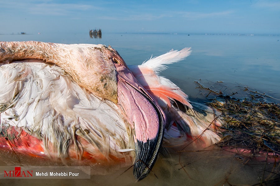 مرگ مشکوک پرندگان در تالاب میانکاله + عکس