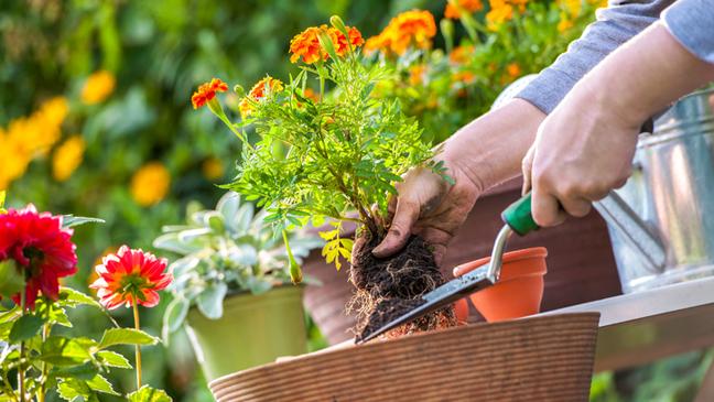  مزایای باغبانی بر سلامت + اینفوگرافیک