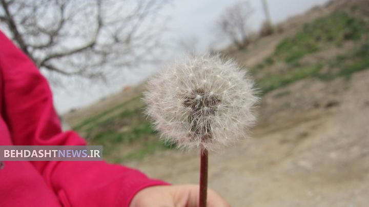 نکاتی در مورد خواص عجیب قاصدک