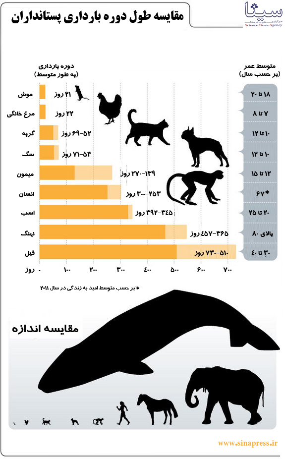 مقایسه طول دوره بارداری پستانداران + اینفوگرافیک