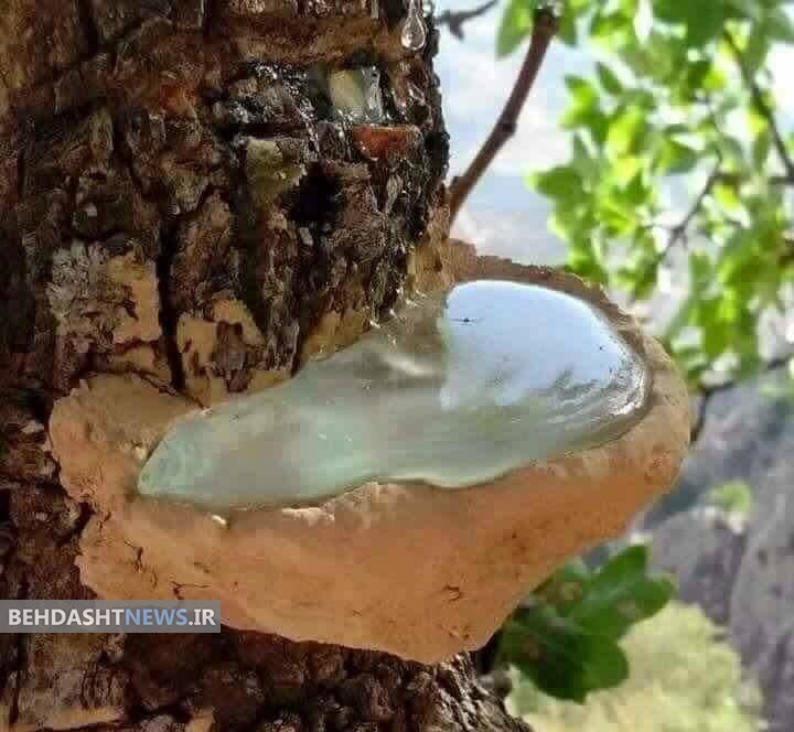 خواص درمانی سقز