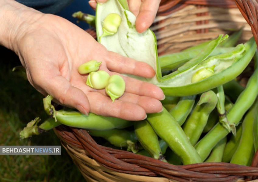 خوردن باقلا برای افراد مبتلا به اختلال ژنتیکی G6PD کُشنده است