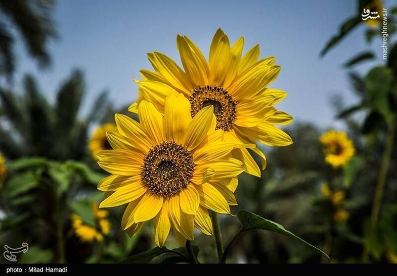  گردش گلهای آفتابگردان به سمت آفتاب+ تصویر