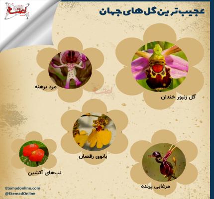 عجیب‌ترین گل‌های جهان+ عکس