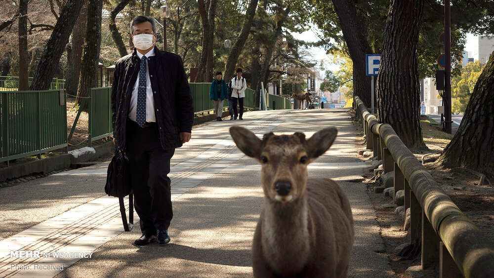 حضور حیوانات در شهرها پس از قرنطینه + عکس