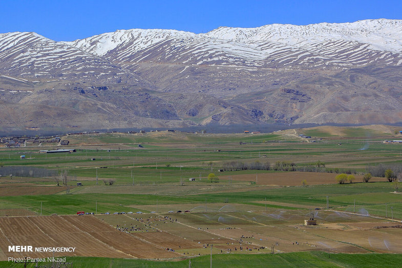  کشت بهاره پیاز در مزارع چهارمحال و بختیاری