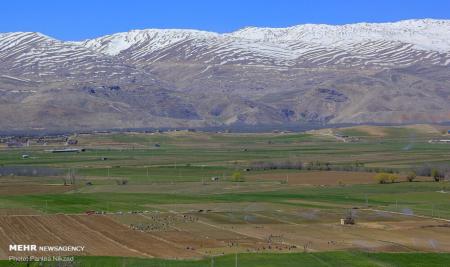 کشت بهاره پیاز در مزارع چهارمحال و بختیاری