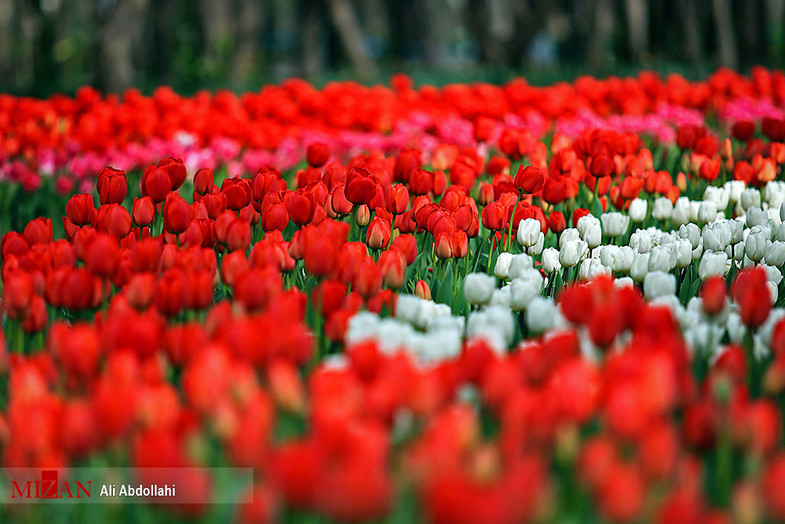  جشنواره گل‌های لاله در پارک ملت مشهد+ عکس