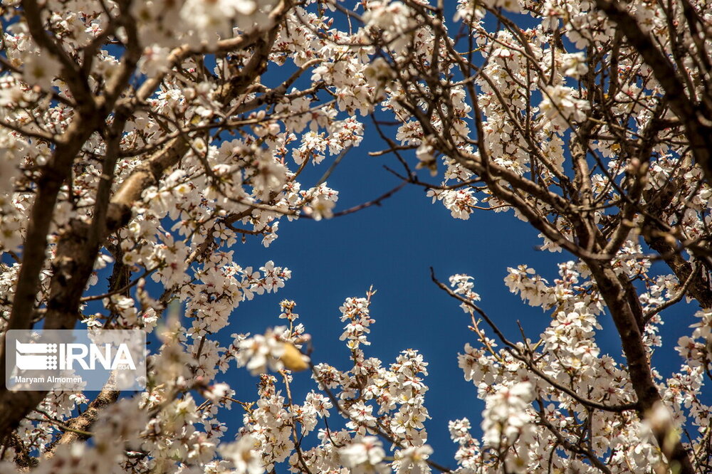 شکوفه‌های بادام «دره چای»+ عکس