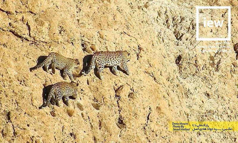 پلنگ ماده و دو توله‌اش در پارک ملی دنا+عکس