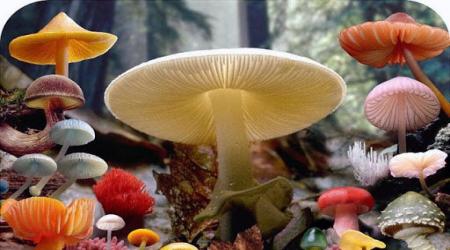در مصرف این ماده غذایی پرطرفدار احتیاط کنید 