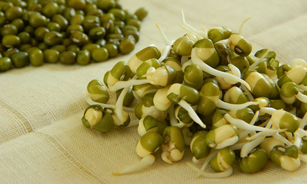 جوانه‌ای که دوای بسیاری از دردهاست 