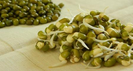 جوانه‌ای که دوای بسیاری از دردهاست 