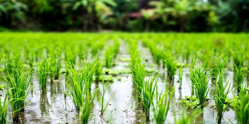 در فصل کشت برنج جهت پیشگیری از ابتلا به کرونا چکار کنیم؟