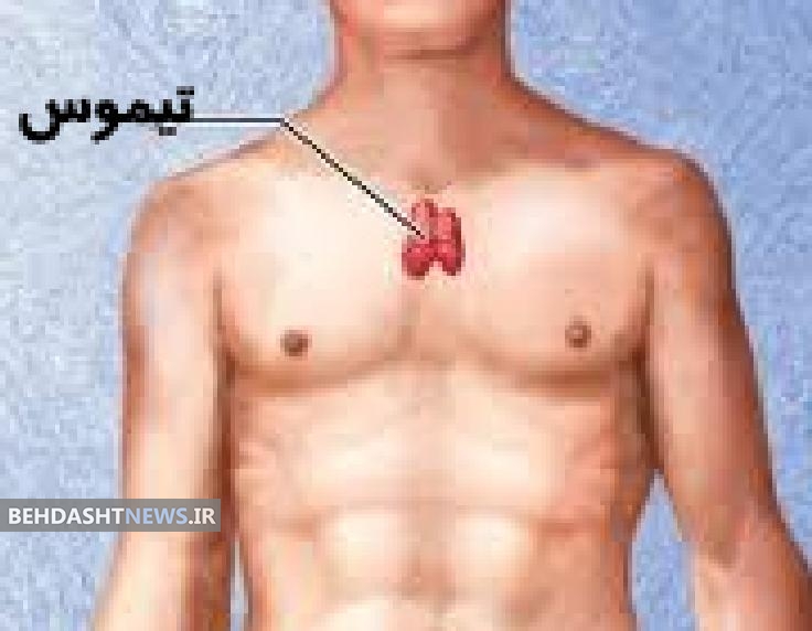  ابداع غده تیموس مصنوعی برای مبارزه با سرطان