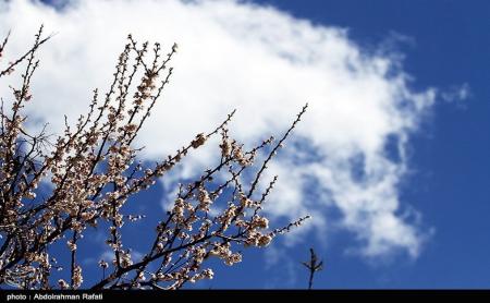  طبیعت بهاری همدان+ عکس