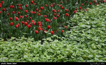  لاله‌های بهاری در باغ ایرانی+ عکس