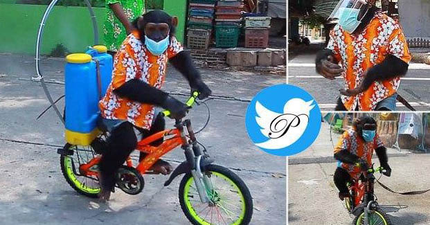 شامپانزه با ماسک و سوار بردوچرخه در حال ضدعفونی؟! + عکس