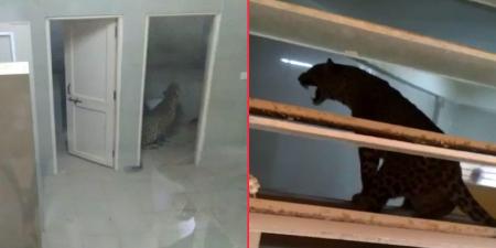 ورود پلنگ سرگردان به داخل بیمارستان! +عکس